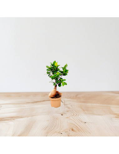 Vendita Bonsai Ficus Ginseng Vaso 9cm-Bonsai OnLine|Mondo Piante