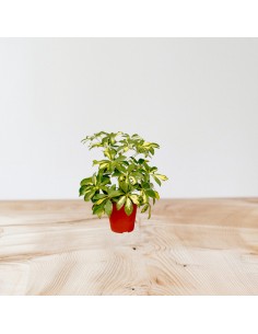 Pianta Schefflera arb.... 2