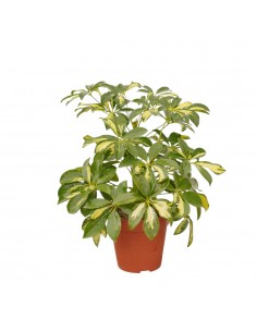 Pianta Schefflera arb....