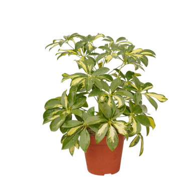 Vendita Pianta Schefflera arb. Melanie Vaso 13cm-Verdi|Mondo Piante