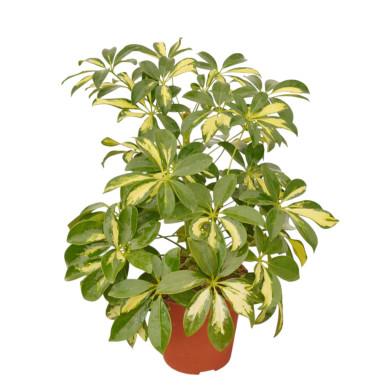 Vendita Pianta Schefflera arb. Melanie Vaso 13cm-Verdi|Mondo Piante