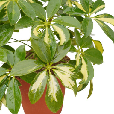 Vendita Pianta Schefflera arb. Melanie Vaso 13cm-Verdi|Mondo Piante