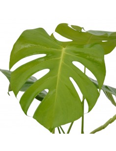 Pianta Monstera deliciosa... 2