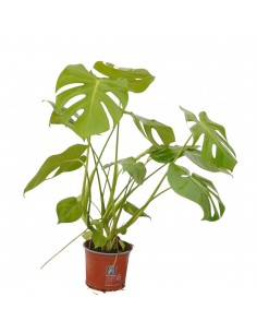 Pianta Monstera deliciosa...