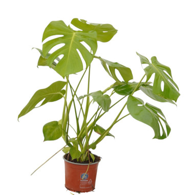 Vendita Pianta Monstera deliciosa Vaso 17cm-Piante Verdi|Mondo Piante