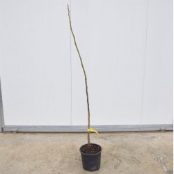 Albero di Noce Comune 3... 2