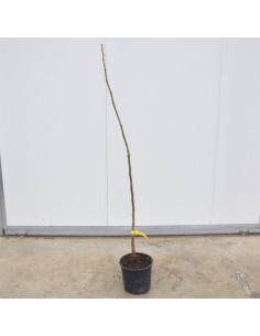 Albero di Noce Comune 3 Anni | Mondo Piante 2