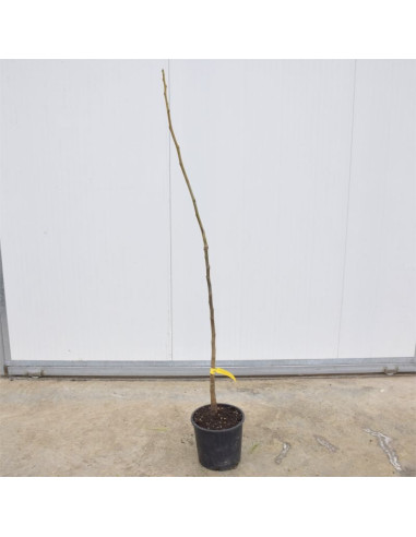 Albero di Noce Comune 3 Anni | Mondo Piante