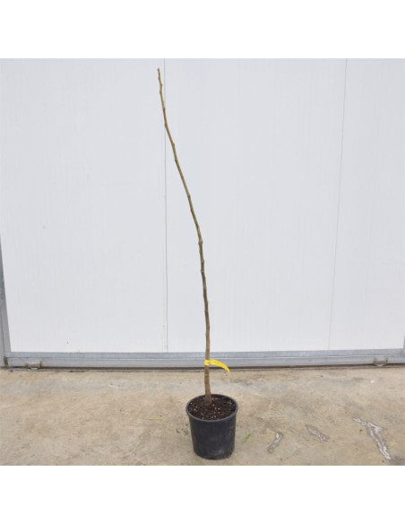 Albero di Noce Comune 3 Anni | Mondo Piante
