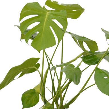 Vendita Pianta Monstera deliciosa Vaso 17cm-Piante Verdi|Mondo Piante