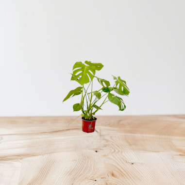 Vendita Pianta Monstera deliciosa Vaso 17cm-Piante Verdi|Mondo Piante