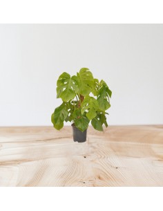 Pianta Monstera... 2