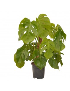 Pianta Monstera...