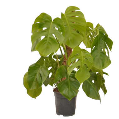Vendita Monstera deliciosa palo in muschio Vaso 19cm|Mondo Piante