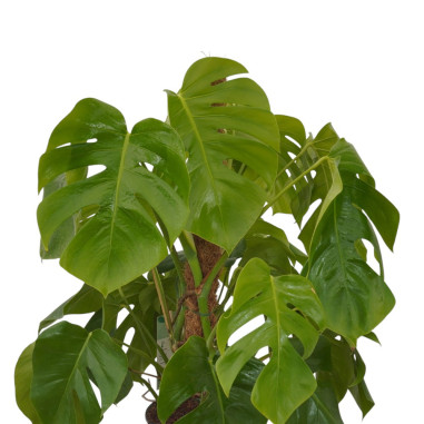 Vendita Monstera deliciosa palo in muschio Vaso 19cm|Mondo Piante