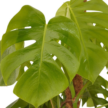 Vendita Monstera deliciosa palo in muschio Vaso 19cm|Mondo Piante