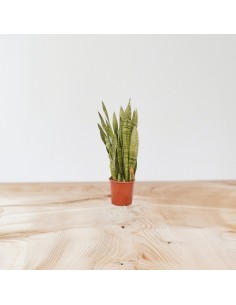 copy of Sanseveria Plant... 2