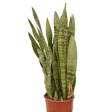 Vendita Pianta Sanseveria Zeylanica Vaso 17-Piante Verdi|Mondo Piante