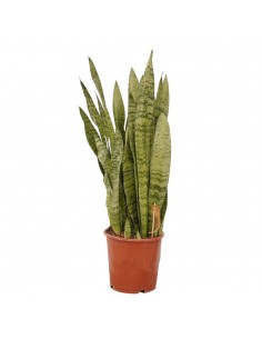 copy of Sanseveria Plant...