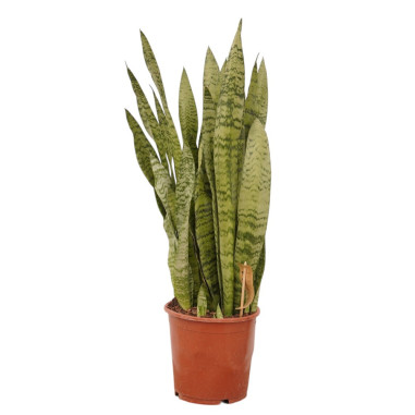Sanseveria Plant Sale - Green Plants | Vivaio Mondo Piante