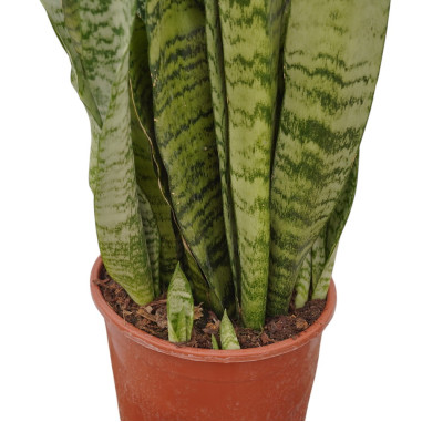 Vendita Pianta Sanseveria Zeylanica Vaso 17-Piante Verdi|Mondo Piante