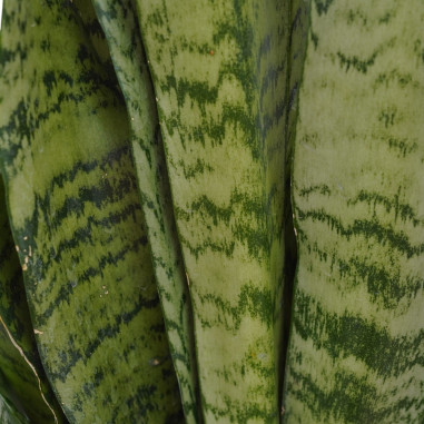 Sanseveria Plant Sale - Green Plants | Vivaio Mondo Piante