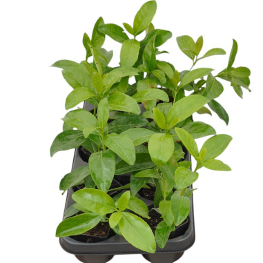 Vendita 10 Piante Viburno Lucido- Piante Da Siepe Online|Mondo Piante