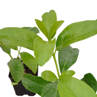 Vendita 10 Piante Viburno Lucido- Piante Da Siepe Online|Mondo Piante