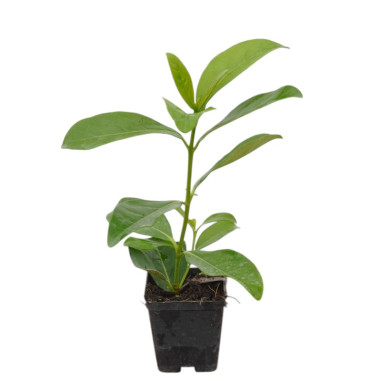 Vendita 10 Piante Viburno Lucido- Piante Da Siepe Online|Mondo Piante