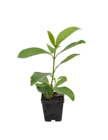 Vendita 5 Piante di Viburno Lucido 7cm-Piante Da Siepe|Mondo Piante