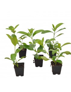 Glossy Viburnum Plant