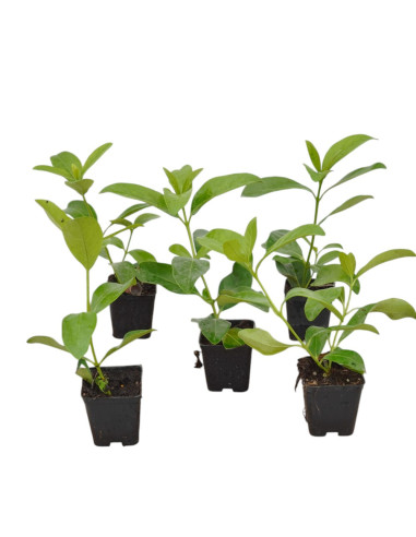 Vendita 5 Piante di Viburno Lucido 7cm-Piante Da Siepe|Mondo Piante