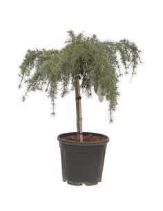 Albero Cedrus deodara...