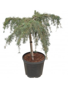 Albero Cedrus deodara... 2