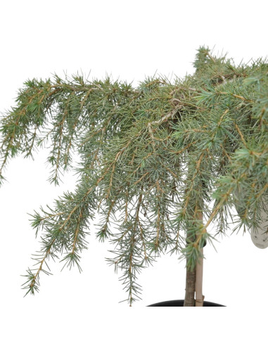 On-line Sale of Bonsai Ficus Ginseng - Bonsai OnLine|Mondo Piante