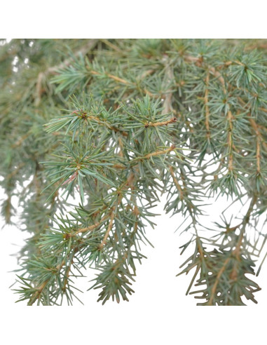 Vendita Albero di Cedrus deodara-Albero Giardino|Vivaio Mondo Piante
