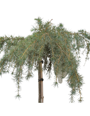 Vendita Albero di Cedrus deodara-Albero Giardino|Vivaio Mondo Piante