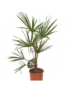 Pianta Trachycarpus... 2