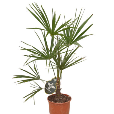 Vendita Pianta Trachycarpus fortunei-Palmizi online|Mondo Piante