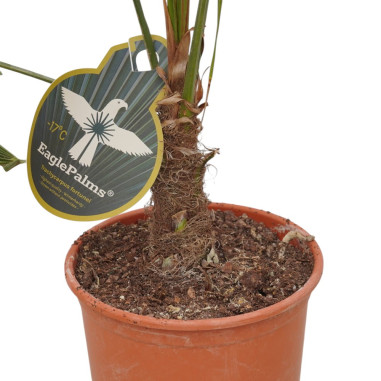 Vendita Pianta Westringia - Piante Da Cespuglio Online | Mondo Piante