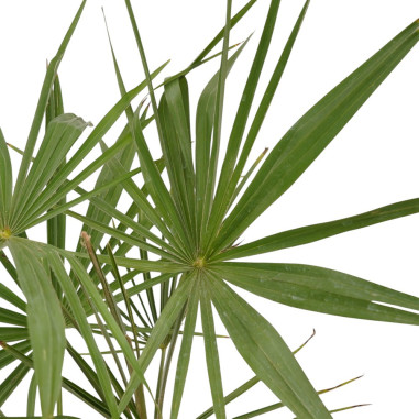 Vendita Pianta Trachycarpus fortunei-Palmizi online|Mondo Piante