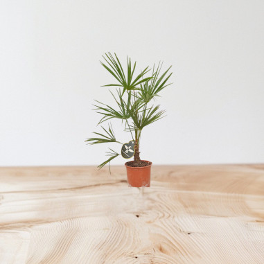 Vendita Pianta Trachycarpus fortunei-Palmizi online|Mondo Piante