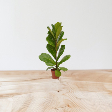 Vendita Pianta Ficus Lyrata-Piante da Interno| Vivaio Mondo Piante