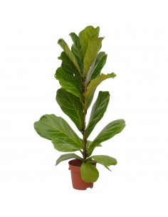 Pianta Ficus Lyrata Vaso...