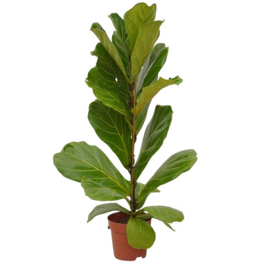 Vendita Pianta Ficus Lyrata-Piante da Interno| Vivaio Mondo Piante