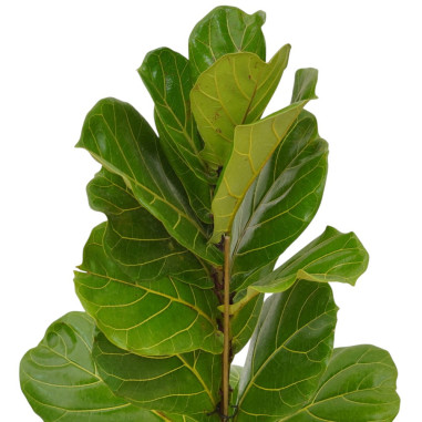Vendita Pianta Ficus Lyrata-Piante da Interno| Vivaio Mondo Piante