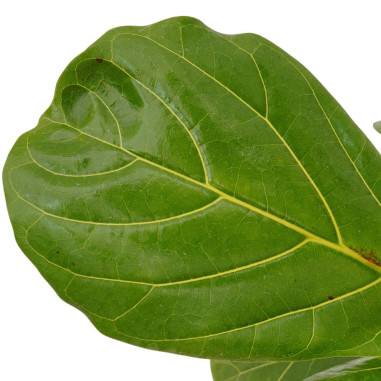Vendita Pianta Ficus Lyrata-Piante da Interno| Vivaio Mondo Piante