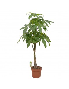 copy of Sanseveria Plant...