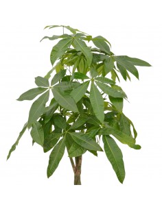 copy of Sanseveria Plant... 2