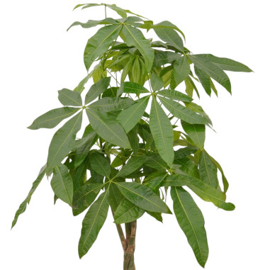 Vendita Pianta Pachira aquatica 24cm-Piante Verdi|Vivaio Mondo Piante